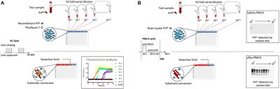 Improving the Predictive Value of Prion Inactivation Validation Methods to Minimize the Risks of Iatrogenic Transmission With Medical Instruments